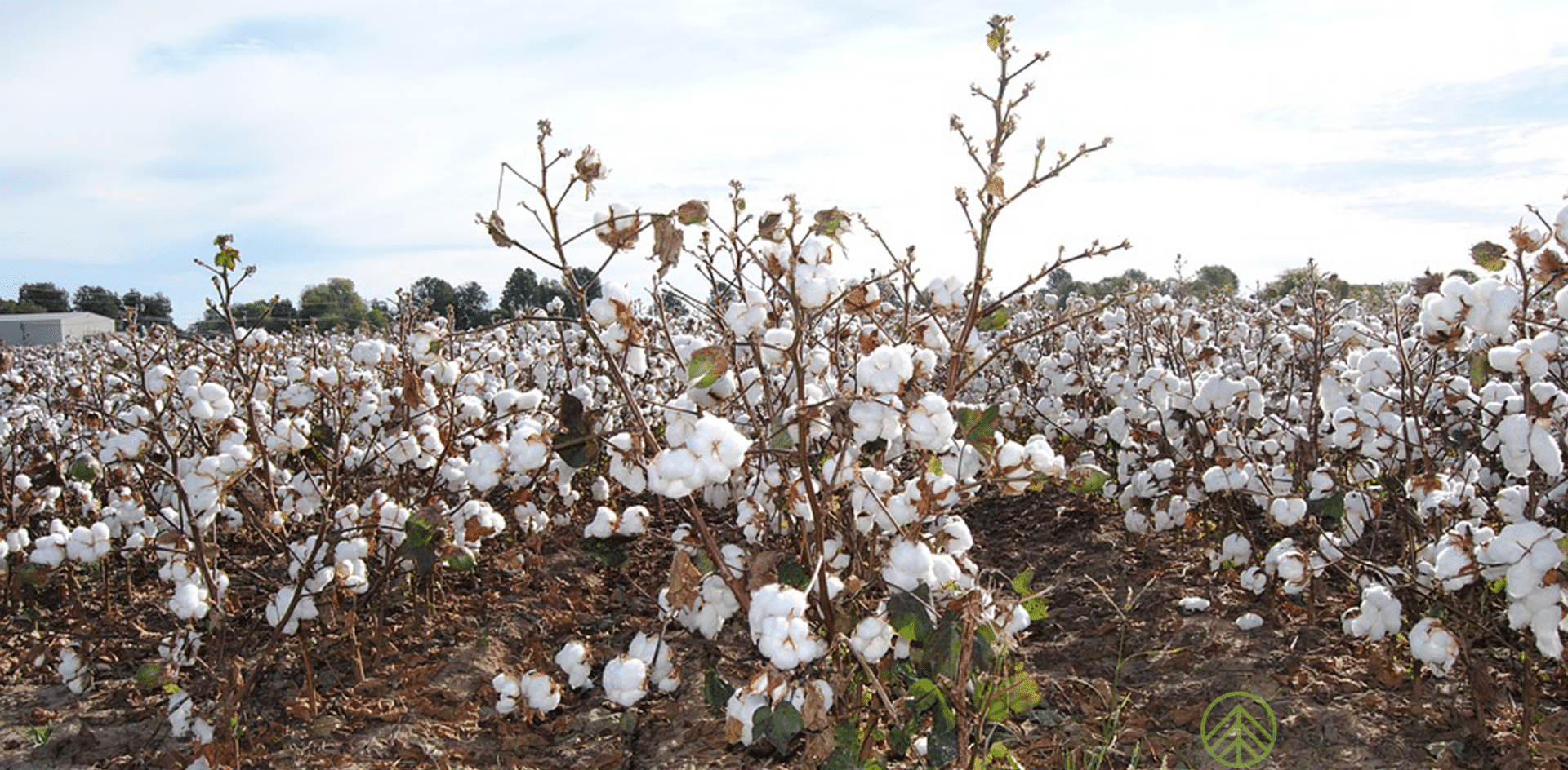 algodón orgánico, beneficios de las prendas elaboradas con materiales ecológicos