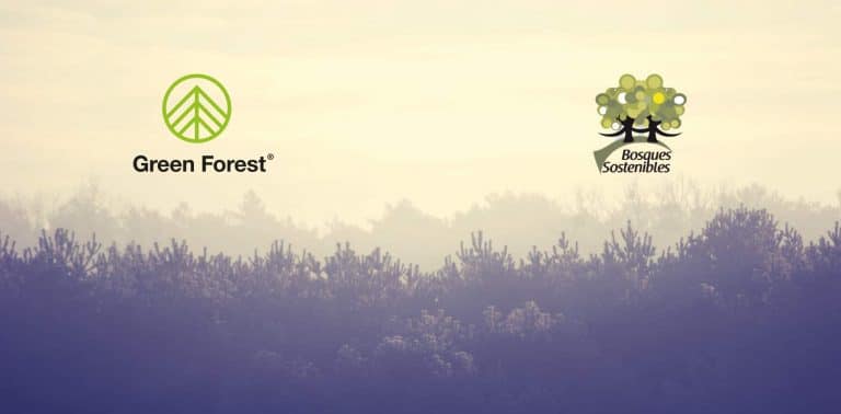 green forest y bosques sostenibles reforestación cantabria