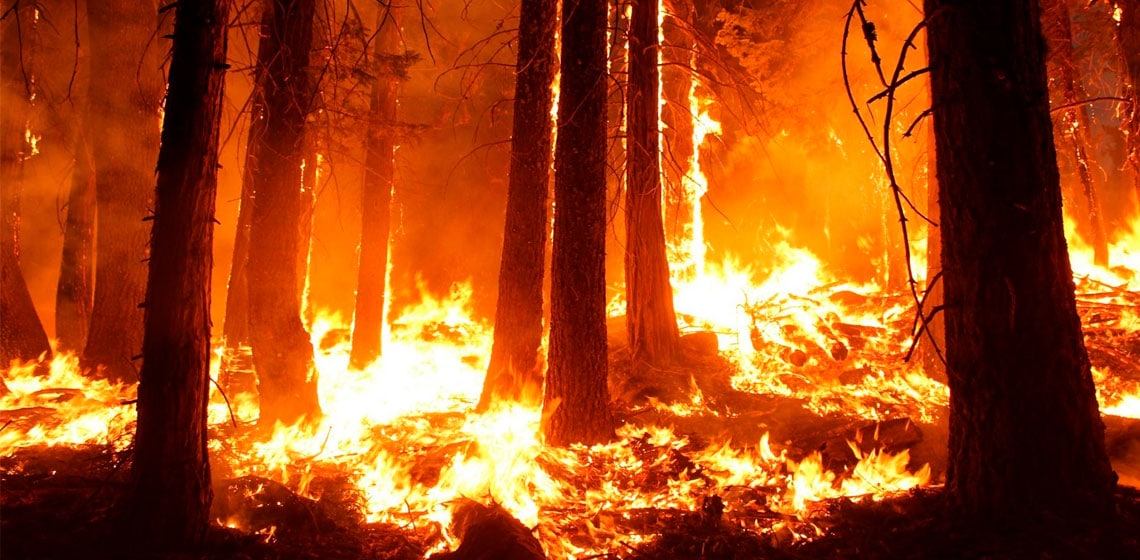 Bosque ardiendo por los incendios en Australia