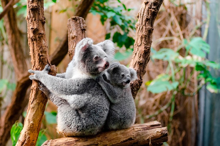 Koalas de Australia