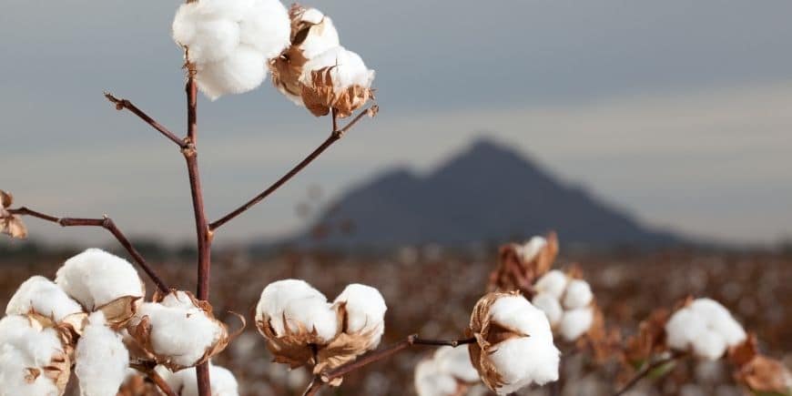 agricultura ecológica campo de algodón orgánico certificado gots